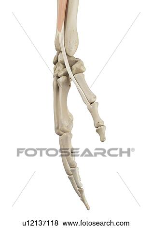 Human hand anatomy, computer illustration. View Large Photo Image Stock Photo - Human hand anatomy, computer illustration.. Fotosearch