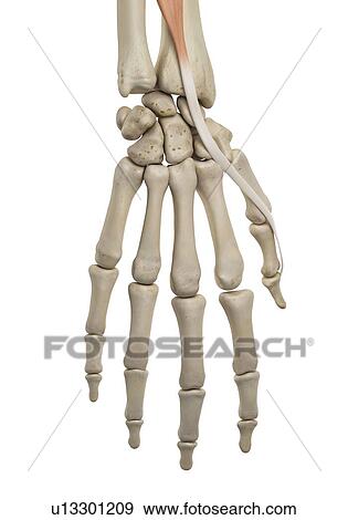 Human hand anatomy, computer illustration. View Large Photo Image Stock Photo - Human hand anatomy, computer illustration.. Fotosearch