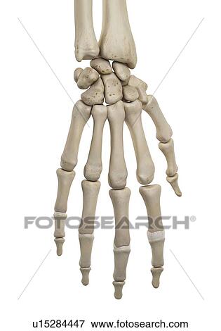 Human hand anatomy, computer illustration. View Large Photo Image Stock Photo - Human hand anatomy, computer illustration.. Fotosearch