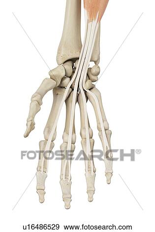 Stock Photo - Human hand anatomy, computer illustration.. Fotosearch