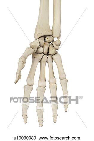 Human hand anatomy, computer illustration. View Large Photo Image Stock Photo - Human hand anatomy, computer illustration.. Fotosearch