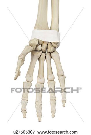 Human hand anatomy, computer illustration. View Large Photo Image Stock Photo - Human hand anatomy, computer illustration.. Fotosearch