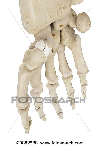 Stock Photo - Human hand anatomy, computer illustration.. Fotosearch
