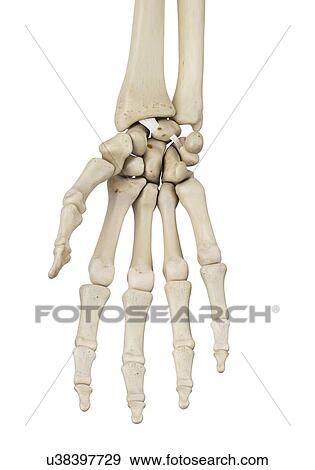 Human hand anatomy, computer illustration. View Large Photo Image Stock Photo - Human hand anatomy, computer illustration.. Fotosearch