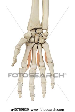 Stock Photo - Human hand anatomy, computer illustration.. Fotosearch