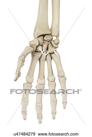 Human hand anatomy, computer illustration. View Large Photo Image Stock Photo - Human hand anatomy, computer illustration.. Fotosearch