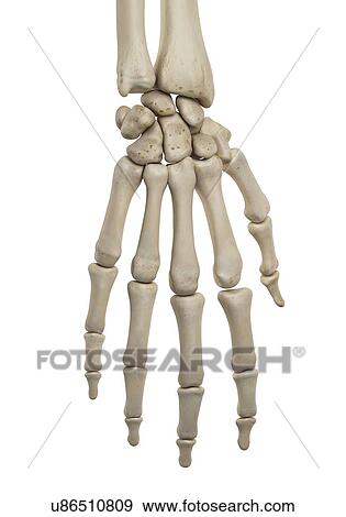 Stock Photo - Human hand anatomy, computer illustration.. Fotosearch