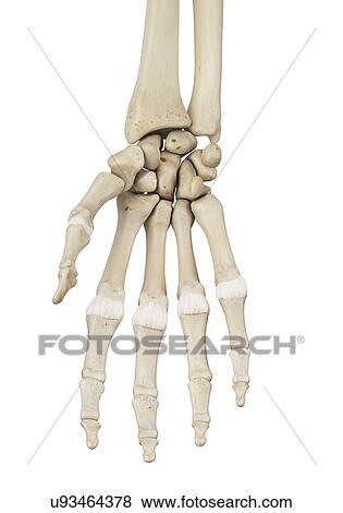 Stock Photo - Human hand anatomy, computer illustration.. Fotosearch