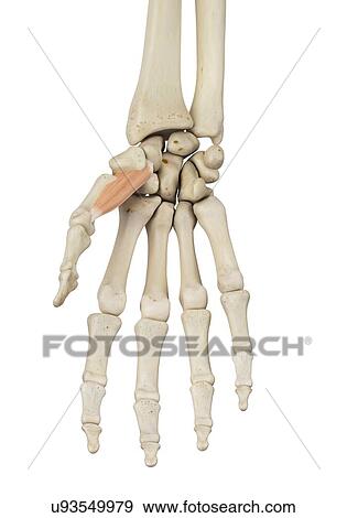 Stock Photo - Human hand anatomy, computer illustration.. Fotosearch