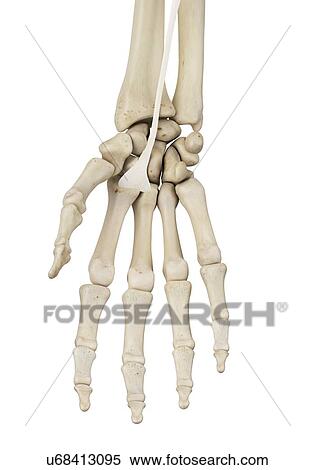 Stock Photography - Human hand anatomy, computer illustration.. Fotosearch