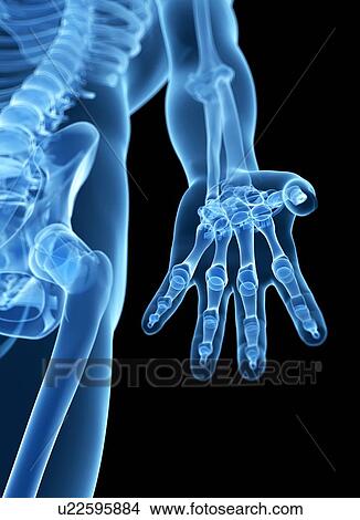 Picture - Human hand bones, computer artwork.. Fotosearch