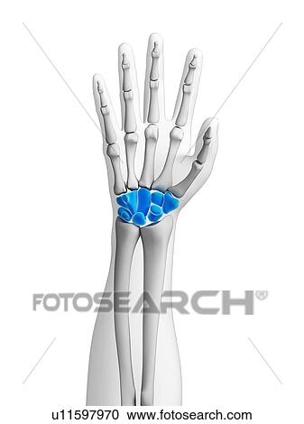 Human hand bones, computer artwork. View Large Photo Image Stock Image - Human hand bones, computer artwork.. Fotosearch