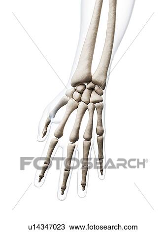 Stock Image - Human hand bones, computer artwork.. Fotosearch