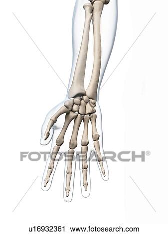 Human hand bones, computer artwork. View Large Photo Image Stock Image - Human hand bones, computer artwork.. Fotosearch