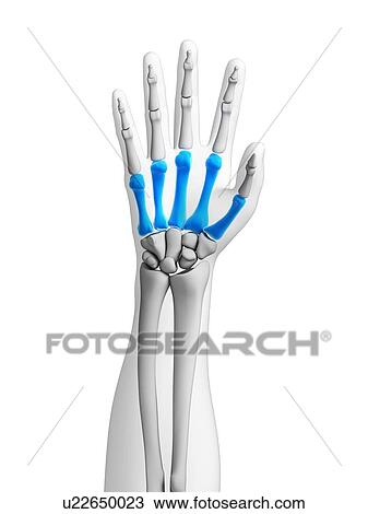 Stock Image - Human hand bones, computer artwork.. Fotosearch