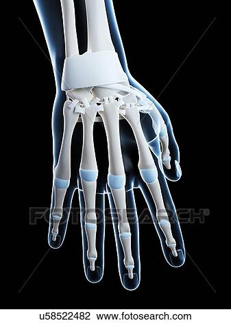 Stock Image - Human hand bones, computer artwork.. Fotosearch