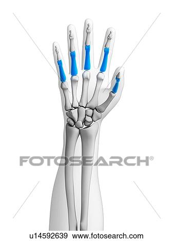 Human hand bones, computer artwork. View Large Photo Image Stock Photo - Human hand bones, computer artwork.. Fotosearch
