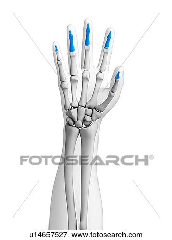 Stock Photo - Human hand bones, computer artwork.. Fotosearch