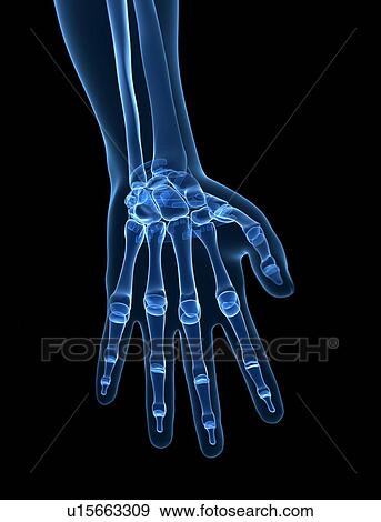 Human hand bones, computer artwork. View Large Photo Image Stock Photo - Human hand bones, computer artwork.. Fotosearch