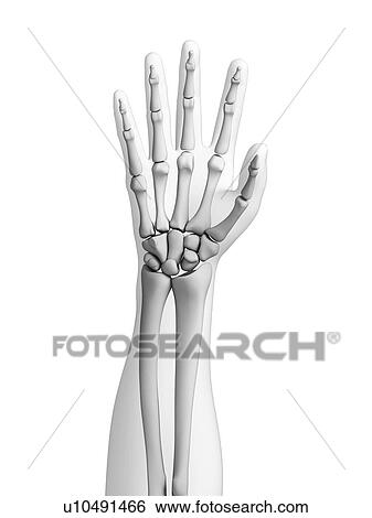 Human hand bones, computer artwork. View Large Photo Image Stock Photograph - Human hand bones, computer artwork.. Fotosearch