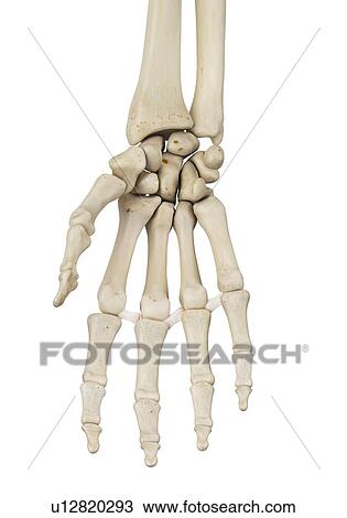 Stock Image - Human hand bones, computer illustration.. Fotosearch