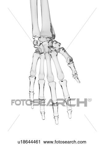 Stock Image - Human hand bones, computer illustration.. Fotosearch