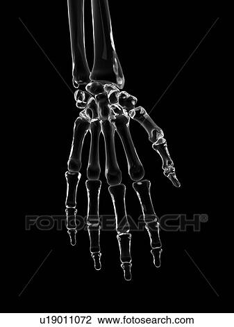 Human hand bones, computer illustration. View Large Photo Image Stock Image - Human hand bones, computer illustration.. Fotosearch