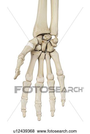 Stock Photo - Human hand bones, computer illustration.. Fotosearch