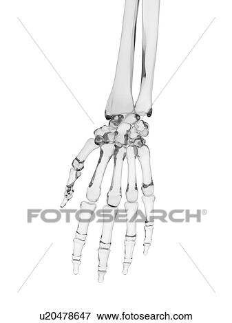 Stock Photo - Human hand bones, computer illustration.. Fotosearch