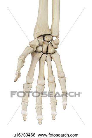Stock Photograph - Human hand bones, computer illustration.. Fotosearch