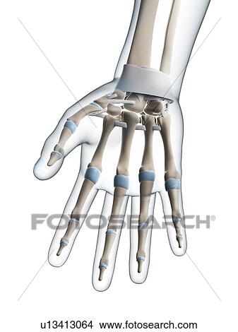 Human hand, computer artwork. View Large Photo Image Picture - Human hand, computer artwork.. Fotosearch