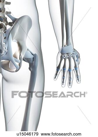Human hand, computer artwork. View Large Photo Image Stock Photo - Human hand, computer artwork.. Fotosearch