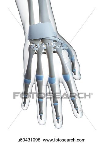 Stock Photo - Human hand, computer artwork.. Fotosearch
