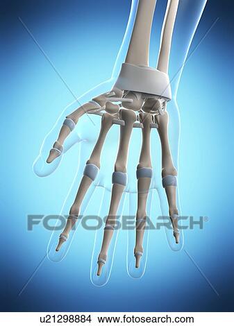 Human hand ligaments, computer artwork. View Large Photo Image Picture - Human hand ligaments, computer artwork.. Fotosearch
