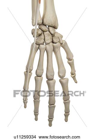 Picture - Human hand ligaments, computer illustration.. Fotosearch