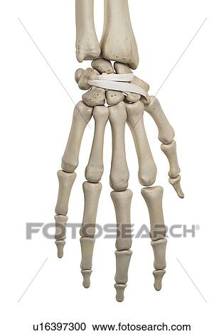 Human hand ligaments, computer illustration. View Large Photo Image Stock Image - Human hand ligaments, computer illustration.. Fotosearch