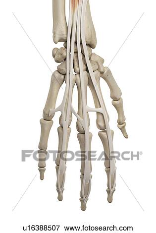 Stock Photo - Human hand ligaments, computer illustration.. Fotosearch