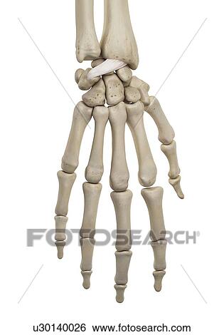 Human hand ligaments, computer illustration. View Large Photo Image Stock Photograph - Human hand ligaments, computer illustration.. Fotosearch
