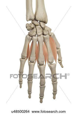 Picture - Human hand muscles, computer illustration.. Fotosearch