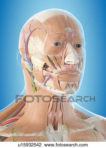 Stock Image - Human head anatomy, computer illustration.. Fotosearch