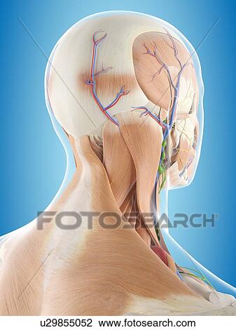 Human head anatomy, computer illustration. View Large Photo Image Stock Image - Human head anatomy, computer illustration.. Fotosearch