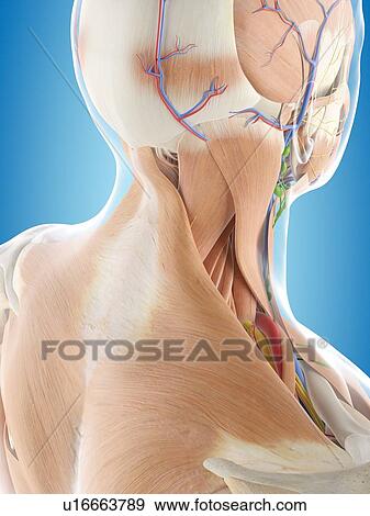 Stock Photo - Human head anatomy, computer illustration.. Fotosearch