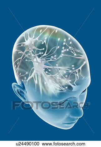 Stock Image - Human head with nerve cells, illustration.. Fotosearch