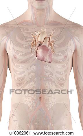 Human heart, computer illustration. View Large Photo Image Stock Image - Human heart, computer illustration.. Fotosearch