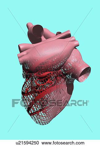 Stock Image - Human heart, illustration.. Fotosearch