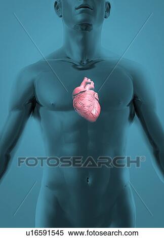 Human heart, illustration. View Large Photo Image Stock Photography - Human heart, illustration.. Fotosearch