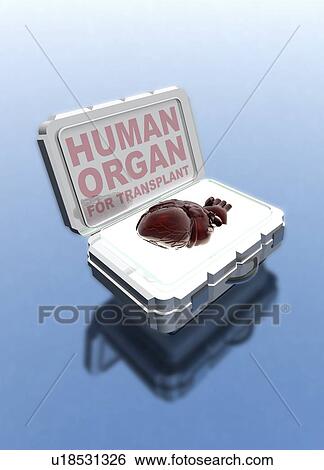 Stock Photograph - Human heart in transplant box, illustration.. Fotosearch