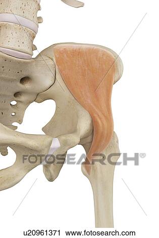 Human hip muscles, computer illustration. View Large Photo Image Stock Image - Human hip muscles, computer illustration.. Fotosearch