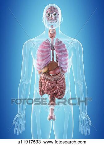 Human internal organs, computer illustration. View Large Photo Image Stock Image - Human internal organs, computer illustration.. Fotosearch