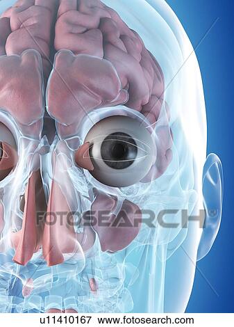 Human internal organs, computer illustration. View Large Photo Image Stock Photo - Human internal organs, computer illustration.. Fotosearch